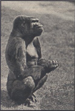 Gorilla